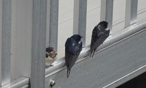 swallows