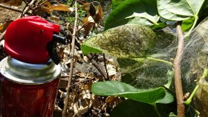 getridhairycaterpiller