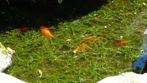 goldfish