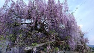 wisteriaflower