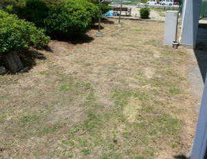 turf