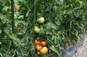 tomato