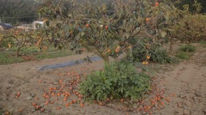 droppedpersimmons
