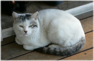 20080218_catmaru