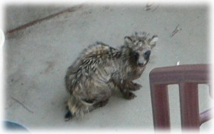 20080326_raccoon