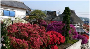 20080427_neighborsazalea