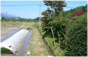 20080506_ricefield