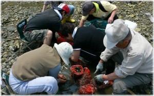 20080518_clam 20080518_clam