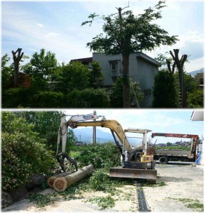 20080602_zelkovatree