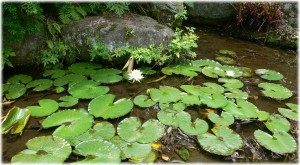20080612_waterlily