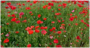 20080617_poppy 20080617_poppy