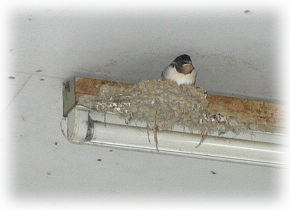 20080629_swallow2 20080629_swallow2