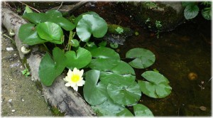 20080823_anotherwaterlily