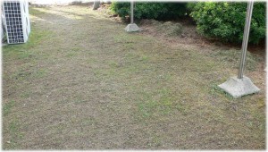20080825_grass