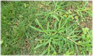 20080920_weeds1