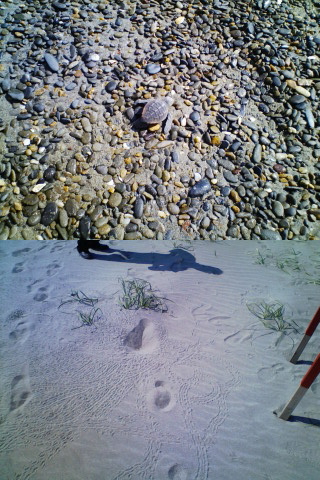 20081020_turtle